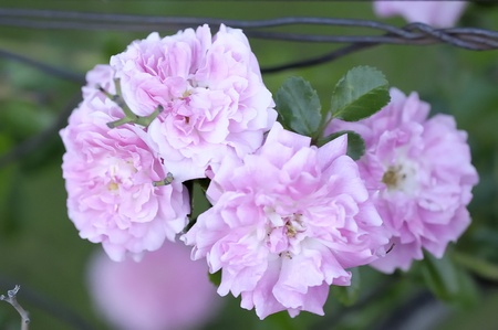 Pink rosesの写真素材