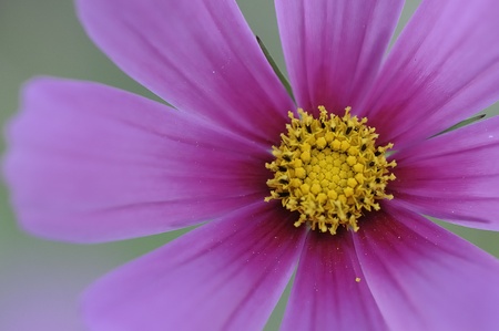 Cosmosの写真素材