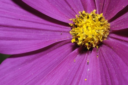 Cosmosの写真素材