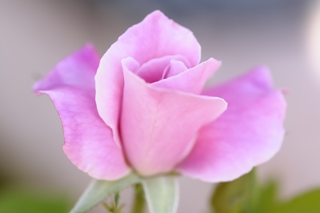 Pink roseの写真素材