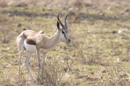 Springbok