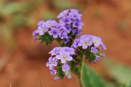 Purple flowerの写真素材