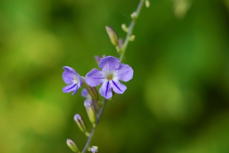 Purple flowerの写真素材