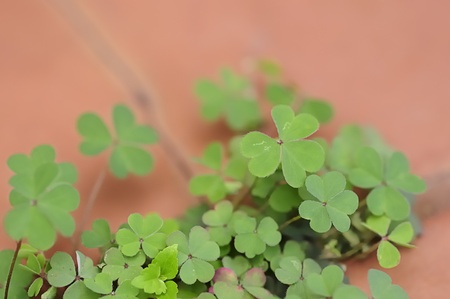 Clover leaves