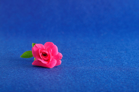 A single pink rose displayed in a small brown bottle on a blue backgroundの写真素材