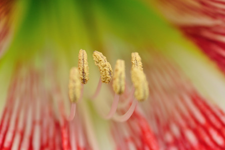 Inside an Amaryllisの写真素材