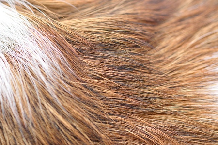 Close up of dog hair