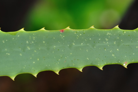 Close up of a aloe vera leafの写真素材