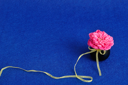 A pink rose displayed in a black flowerpotの写真素材