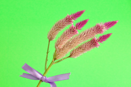 Purple flowers tied with a purple bow isolated on a green backgroundの写真素材