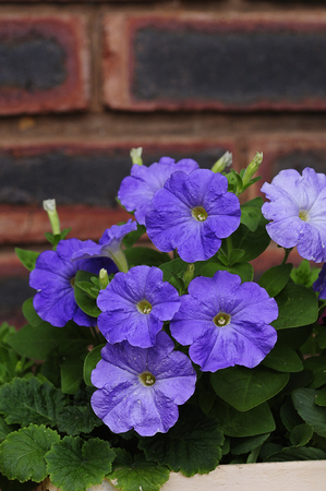 A flowerbed filled with purple petuniasの写真素材