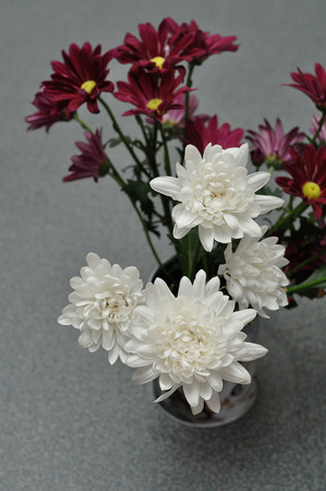 Maroon and white astersの写真素材