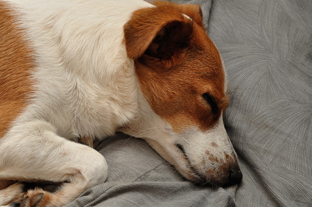 A Jack Russell sleeping on a Grey pillowの写真素材