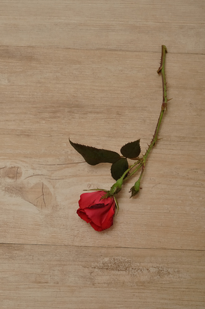 A single red rose on a wooden backgroundの写真素材