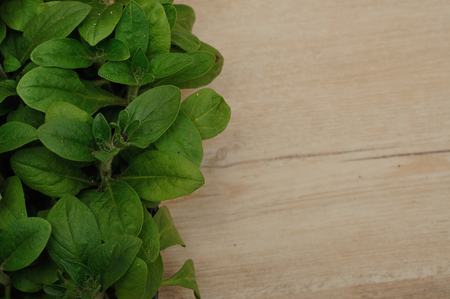 A black tray with Petunia seedlingsの写真素材