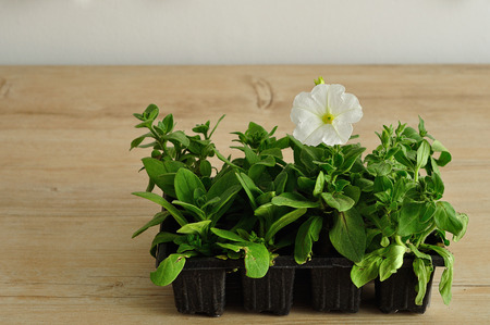 A black tray with white Petunia seedlingsの写真素材