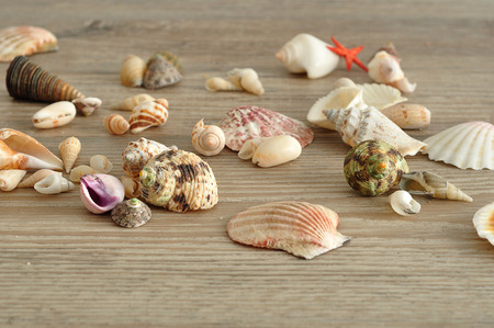 A collection of seashells on a wooden background