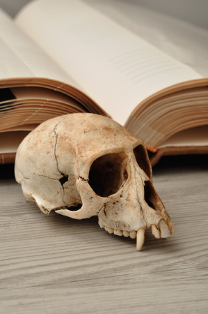 Vervet monkey skull displayed next to an open bookの写真素材