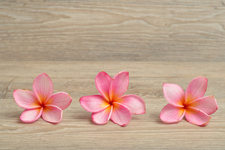 A row of pink frangipani flowers isolated on a wooden backgroundの写真素材