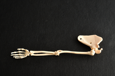 A plastic model of a human arm skeletons isolated on a black background