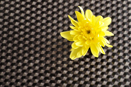 A yellow aster isolated on a black backgroundの写真素材