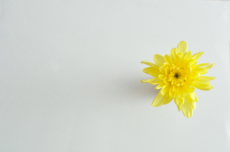 A yellow aster isolated on a white backgroundの写真素材