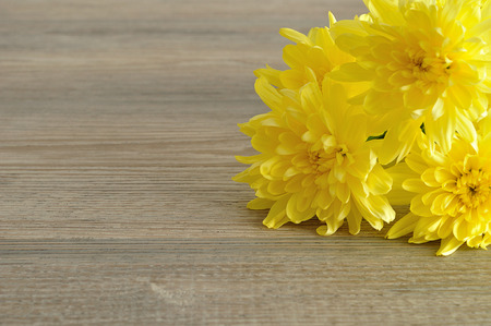 Yellow asters isolated on a wooden backgroundの写真素材