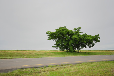 A single tree next to a tar road in the countrysideの写真素材