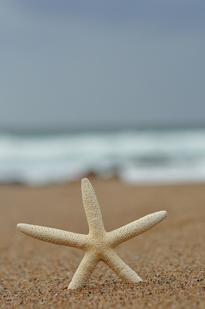 A white starfish on the beach with the ocean out of focus in the backgroundの写真素材