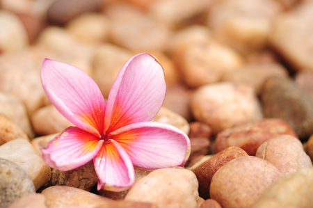 A pink frangipani flower isolated on a pebble backgroundの写真素材