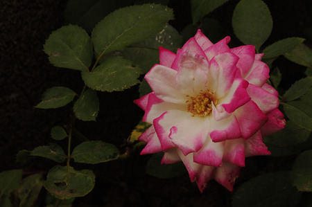 A white and pink rose in a gardenの写真素材