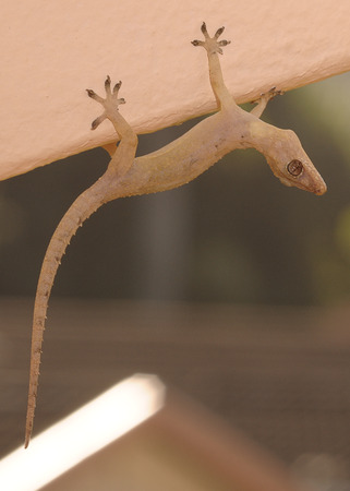 A gecko hanging upside down on a wallの写真素材