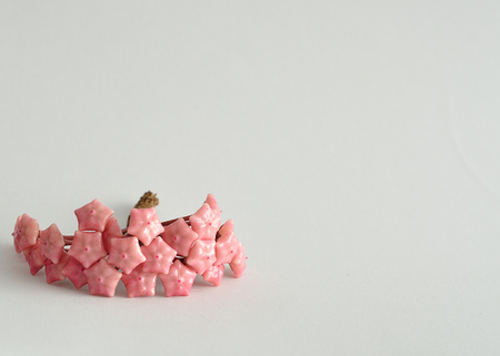 Hoya Carnosa (Wax flower)の写真素材