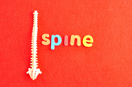 A plastic model of a human spine with the word spine isolated on a red backgroundの写真素材