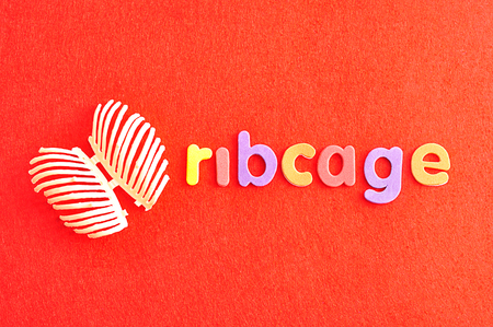 A plastic model of a human ribcage with the word ribcage isolated on a red background
