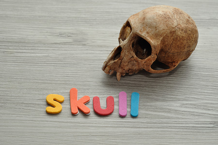 The word skull with a monkey skullの写真素材