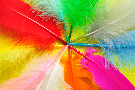 Full frame of colorful feathersの写真素材
