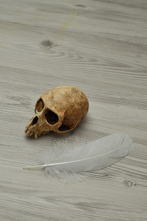A monkey skull displayed with a white featherの写真素材