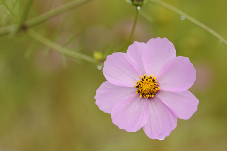A pink cosmos flowerの写真素材