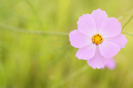A pink cosmos flowerの写真素材