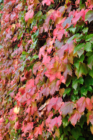 A full frame of autumn color ivy leavesの写真素材