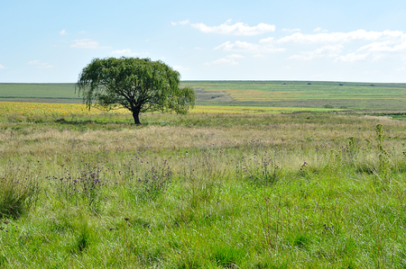 A tree in a field in South Africaの写真素材