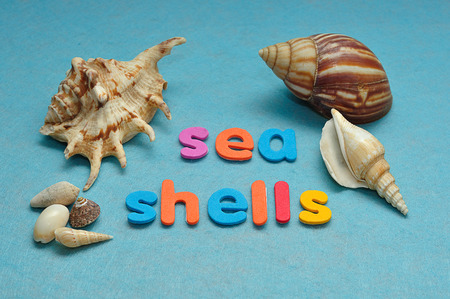 A variety of seashells displayed with the words sea shellsの写真素材