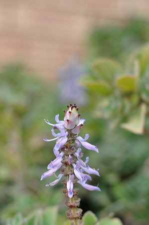A single purple flower against a green backgroundの写真素材