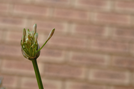 A flower blooming isolated against a brick wallの写真素材