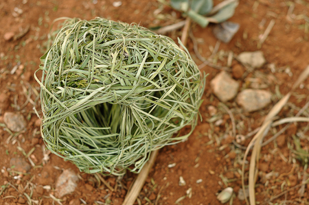 A finch nest laying on the groundの写真素材