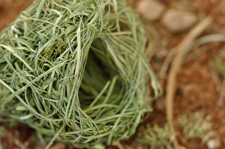 A finch nest laying on the groundの写真素材