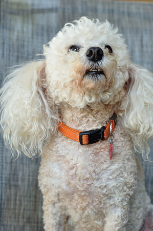 A poodle with an orange collarの写真素材