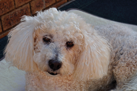 A poodle laying on a white pillowの写真素材