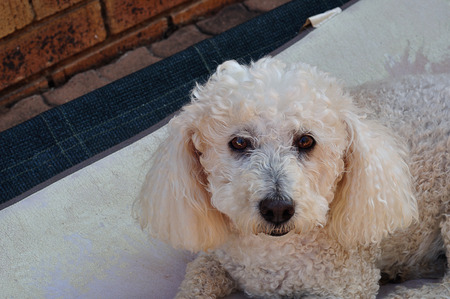 A poodle laying on a white pillowの写真素材